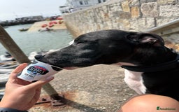 Staffordshire Bull Terrier dogs for sale: Tyson 🐾 Staffordshire Bull Terrier Cross - Image 7