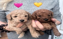 Cavapoo dogs for sale: F1b Teddy bear cavapoos Red & Apricot ❤️🧡 - Advert 1