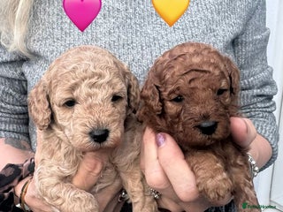 Cavapoo dogs F1b Teddy bear cavapoos Red & Apricot ❤️🧡 - Advert 1