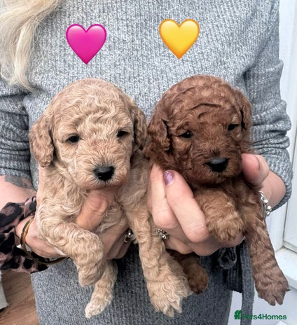 Cavapoo dogs F1b Teddy bear cavapoos Red & Apricot ❤️🧡 - Advert 3