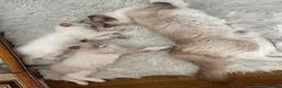 Ragdoll cats for sale: Beautiful pure Ragdolls Female and Male - Advert 3