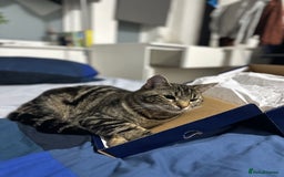 Mixed Breed cats for sale: Loving Hedvig Looking for a New Home ✨ - Advert 4