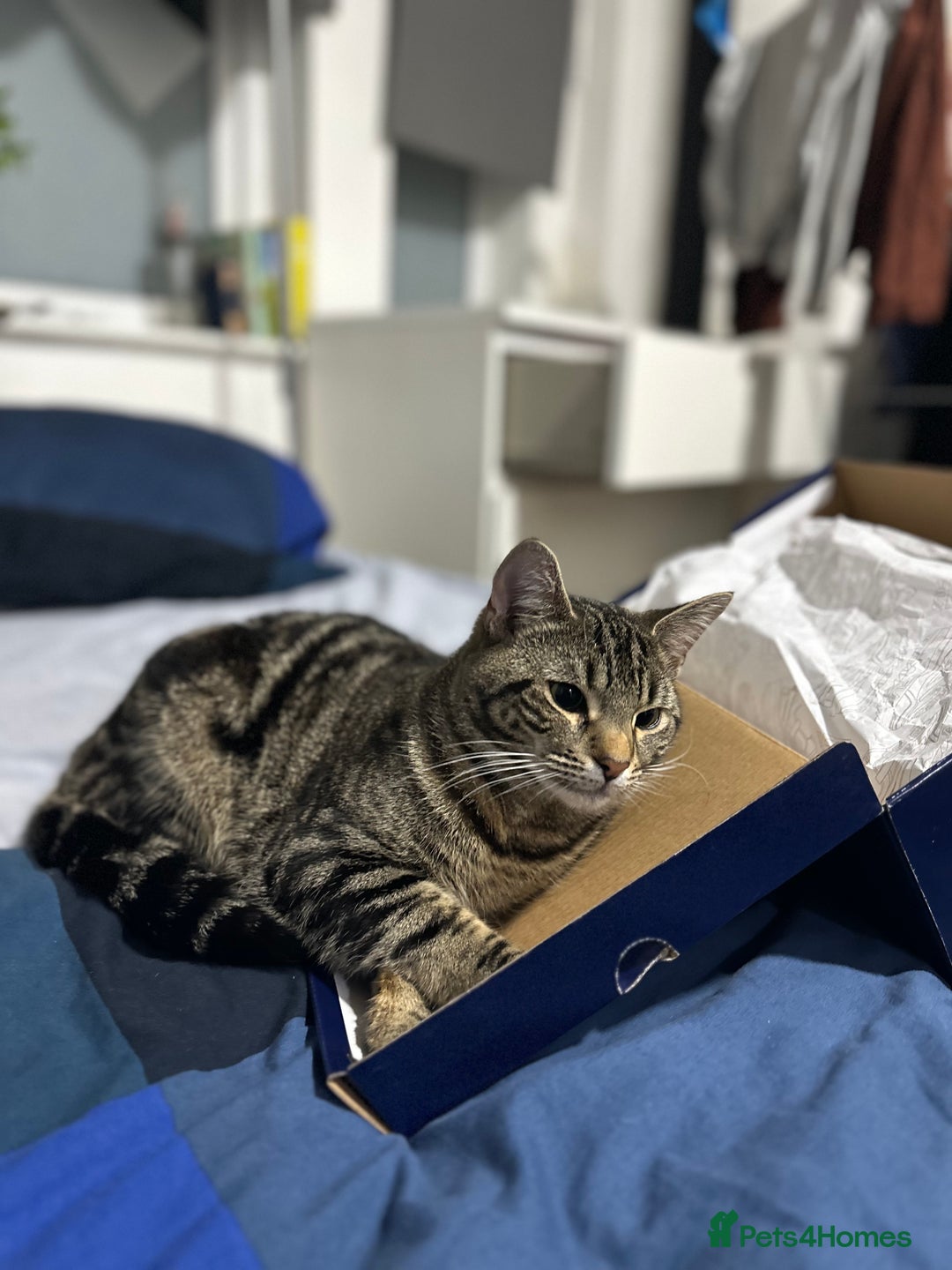 Mixed Breed cats for sale: Loving Hedvig Looking for a New Home ✨ - Advert 4