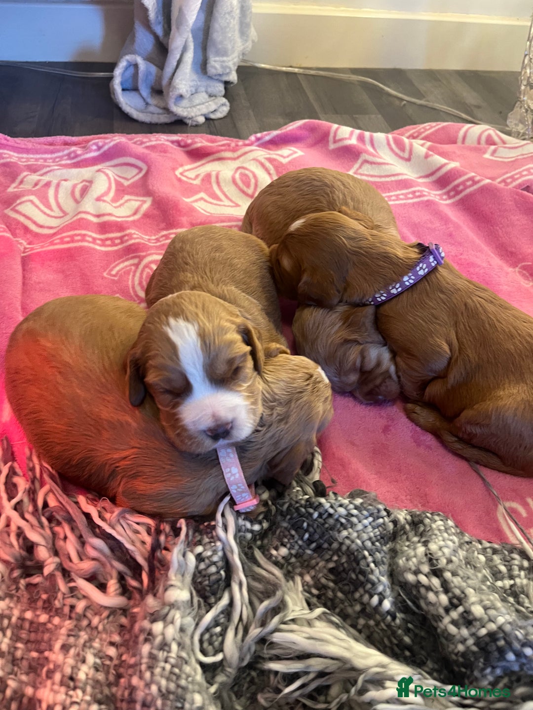 Cocker Spaniel dogs for sale: Pedigree Cocker Spaniel Puppies Fir Sale  - Advert 2