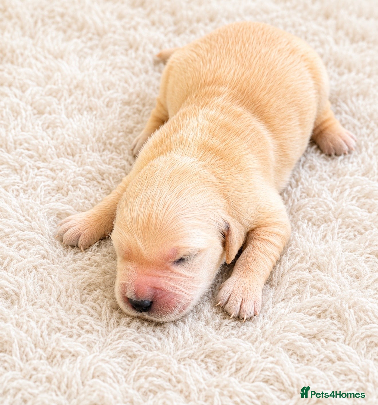 Golden Retriever dogs KC Golden Retrievers -  Health Tested Parents 🧬 - Advert 2