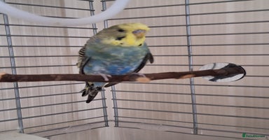 Budgerigars birds - Advert 14