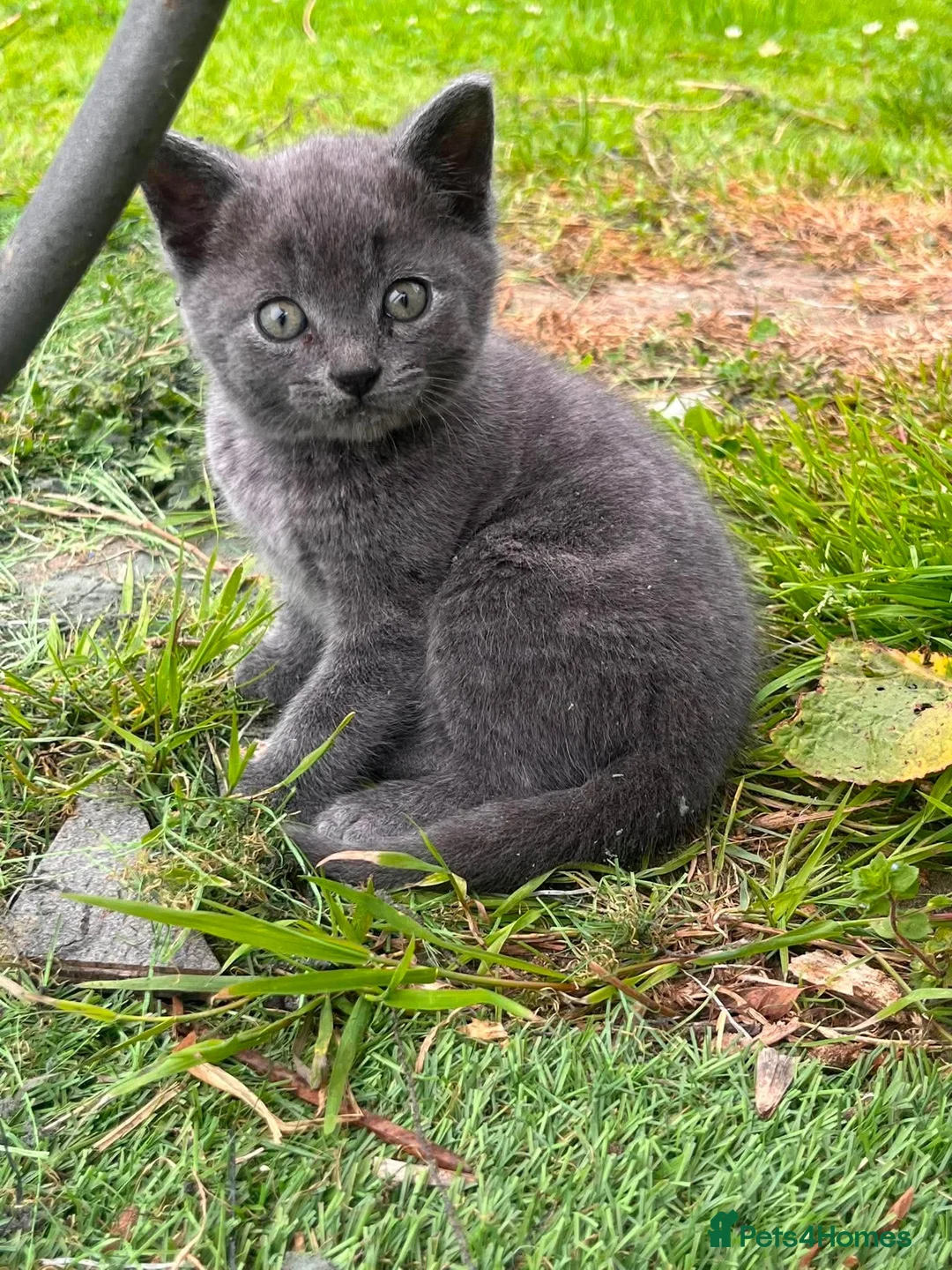 Mixed Breed cats for sale: British shorthair mix  in Diss - Advert 11