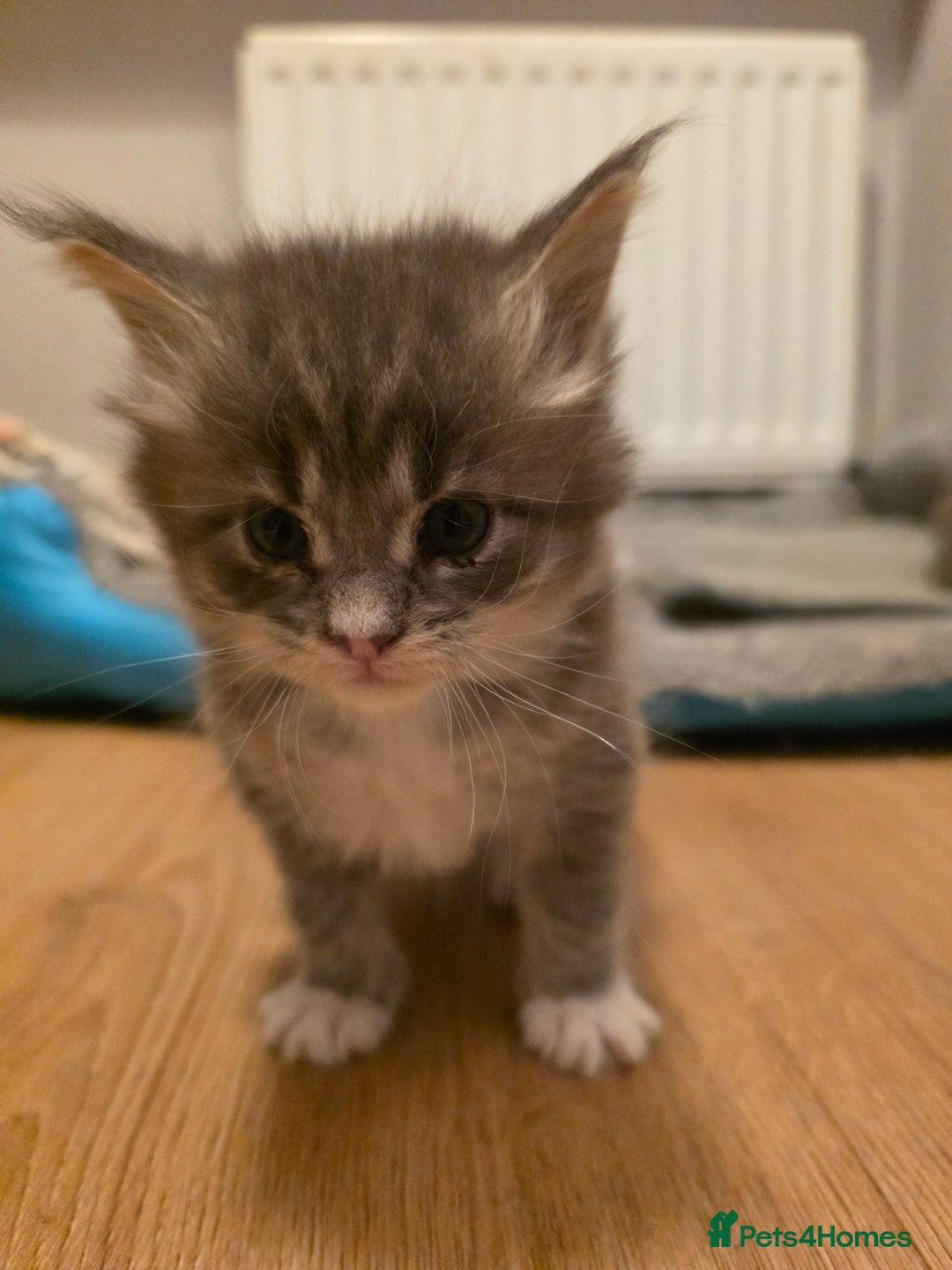 Maine Coon cats for sale: Beautiful Maine Coon Kittens 4 boys/2girl  - Advert 33