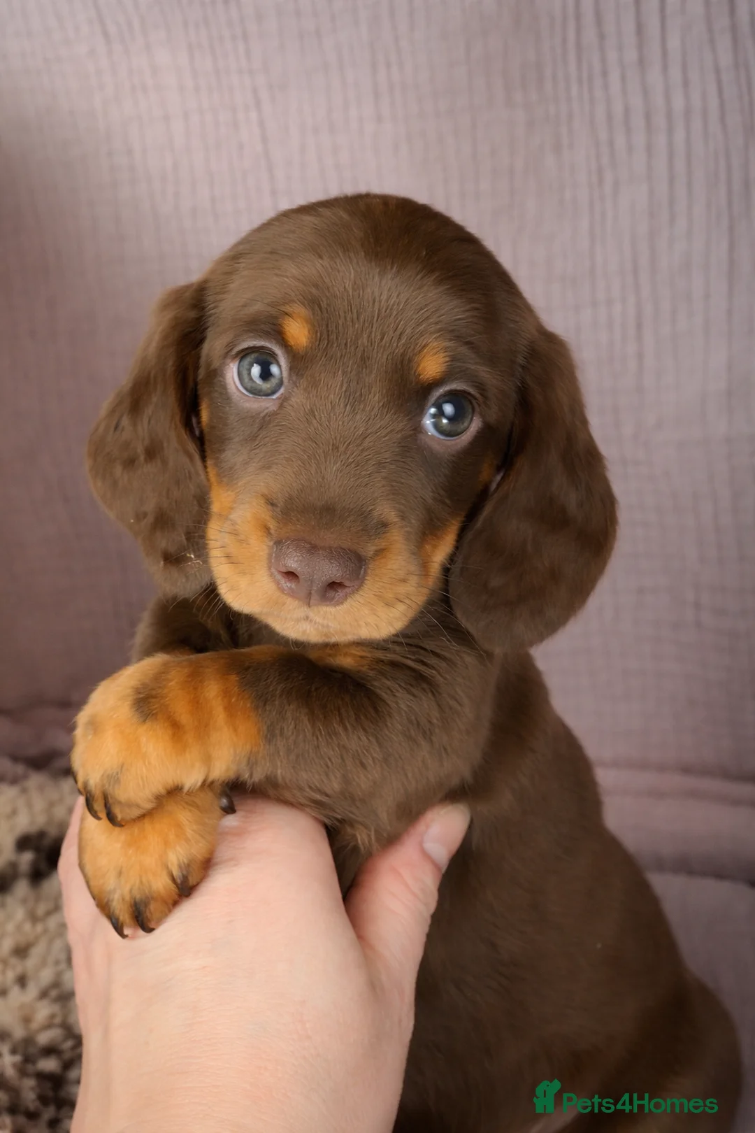 Miniature Dachshund dogs for sale: Last little girl she’s had 2nd vax KC reg READY  - Advert 17