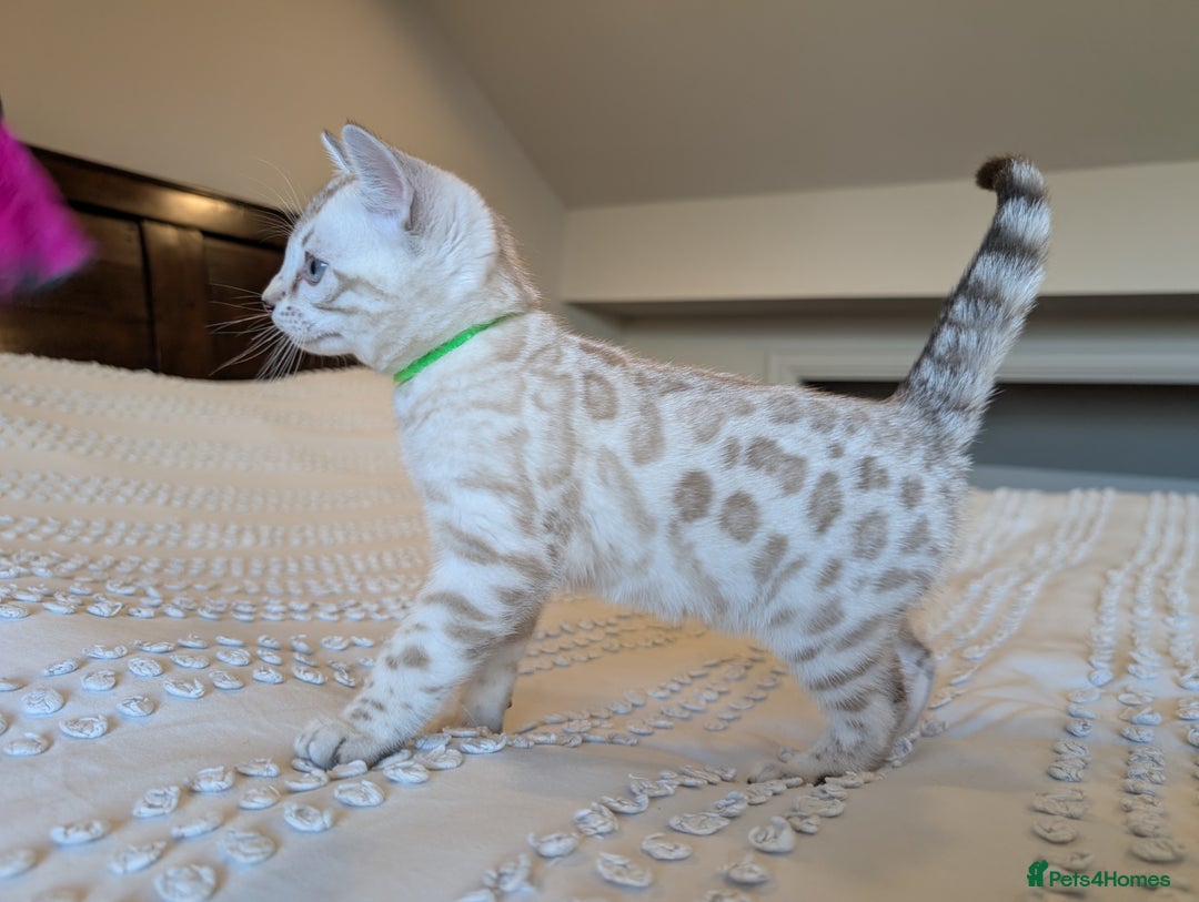 Bengal cats for sale: 🤍🩶🖤 Beautiful Bengal Kittens 🖤🩶🤍 - Image 36