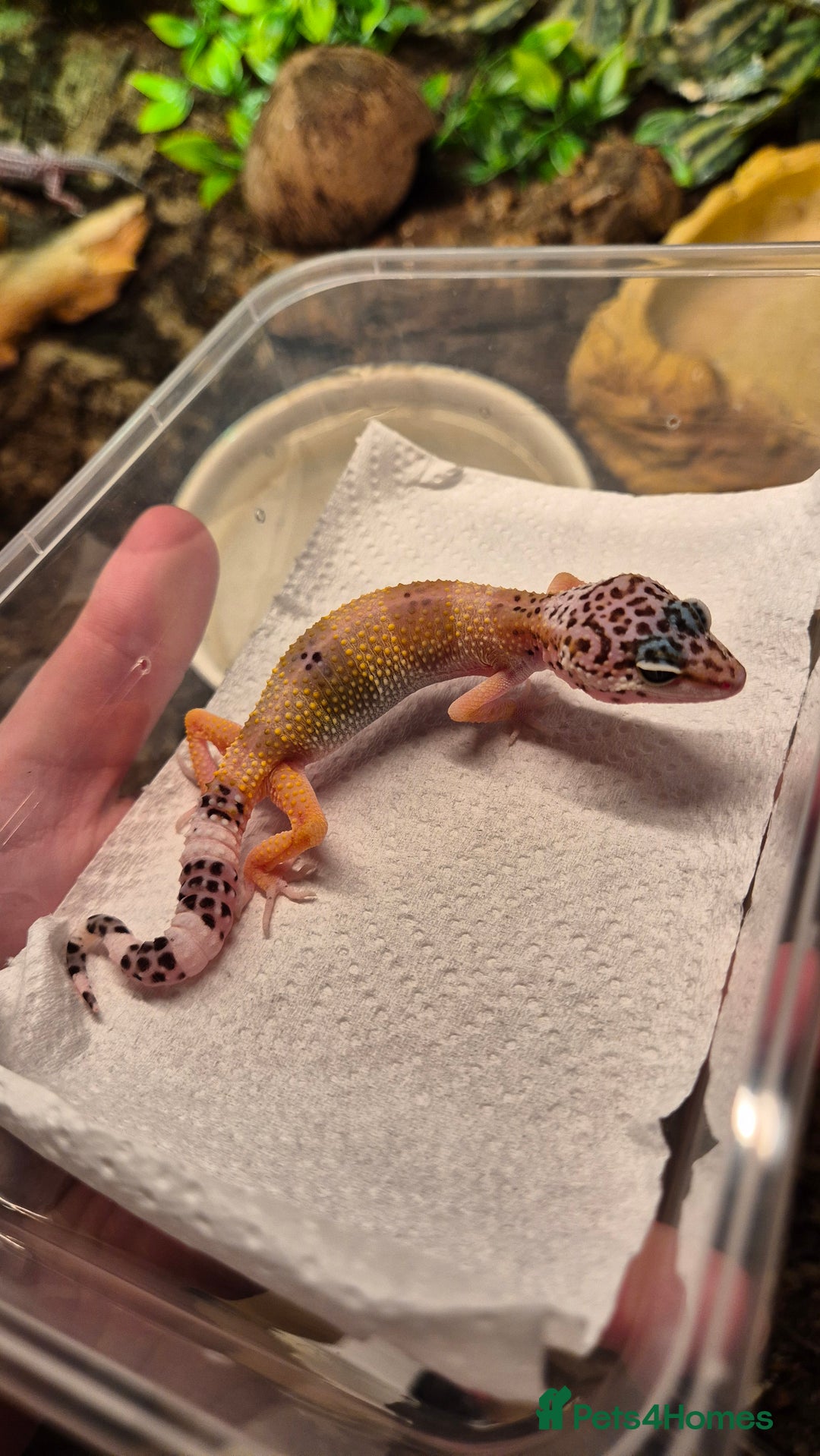 Leopard Gecko reptiles for sale: CB25 Leopard Geckos  - Advert 6