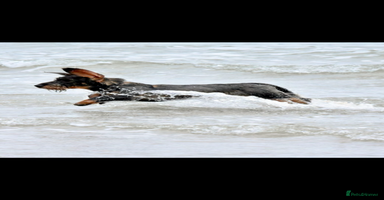 Dachshund dogs - Advert 15