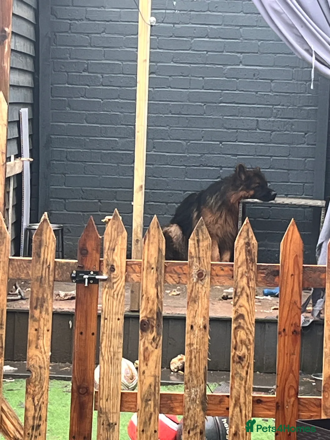 German Shepherd dogs for sale: Long haired German Shepard - Advert 3