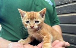 Mixed Breed cats for sale: 2 lovely kittens ready now  - Image 4