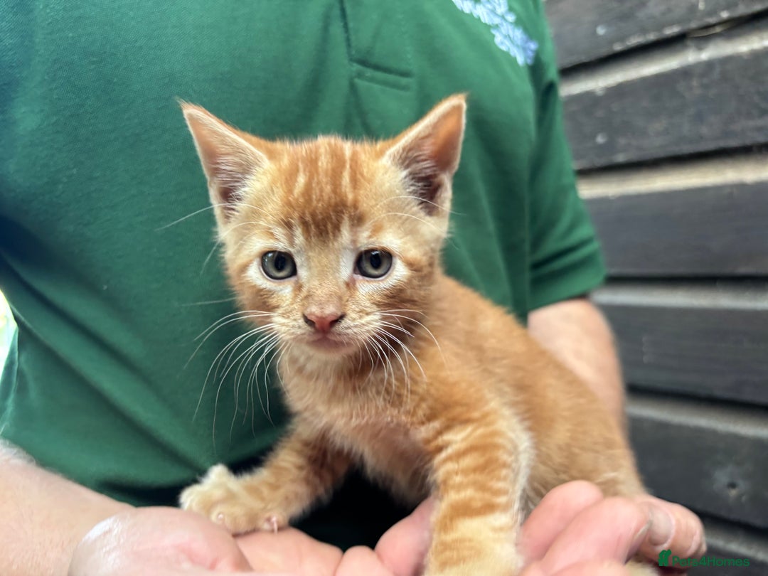 Mixed Breed cats for sale: 2 lovely kittens ready now  - Image 4
