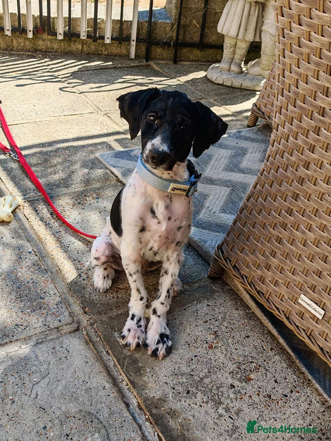 Tibetan Terrier dogs for sale: Playful boy - Advert 3