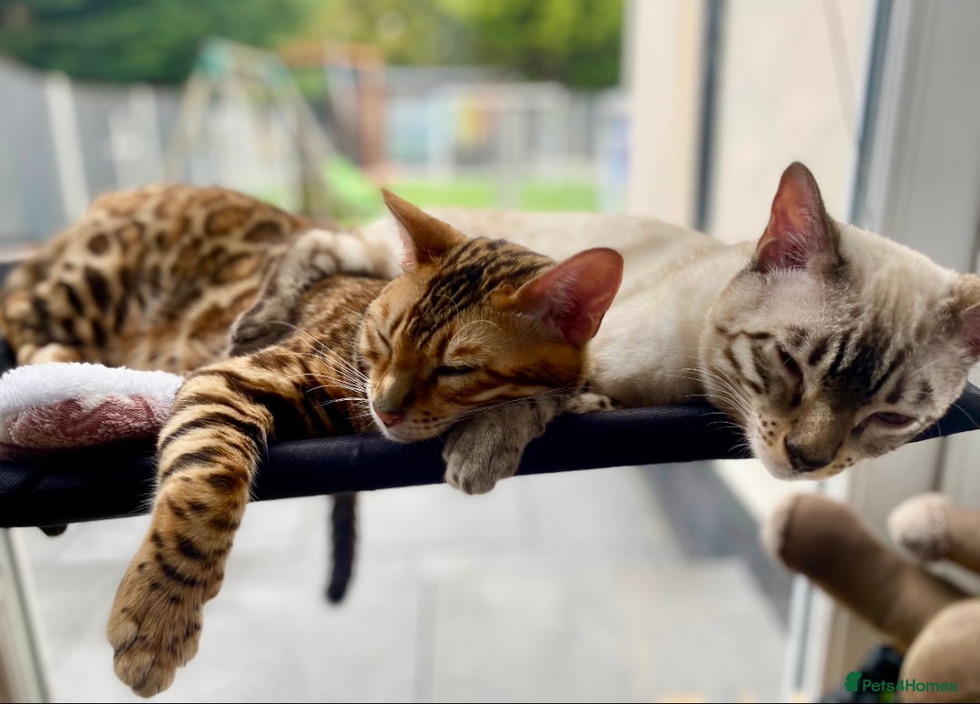 Bengal cats for sale: 2 Brown 2 Snow Lynx Bengals - Image 4