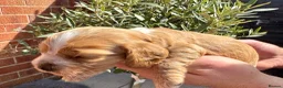 Cocker Spaniel dogs for sale: Show cocker spaniels  - Advert 10