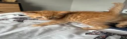 Mixed Breed cats for sale: 3 beautiful kittens  - Advert 13