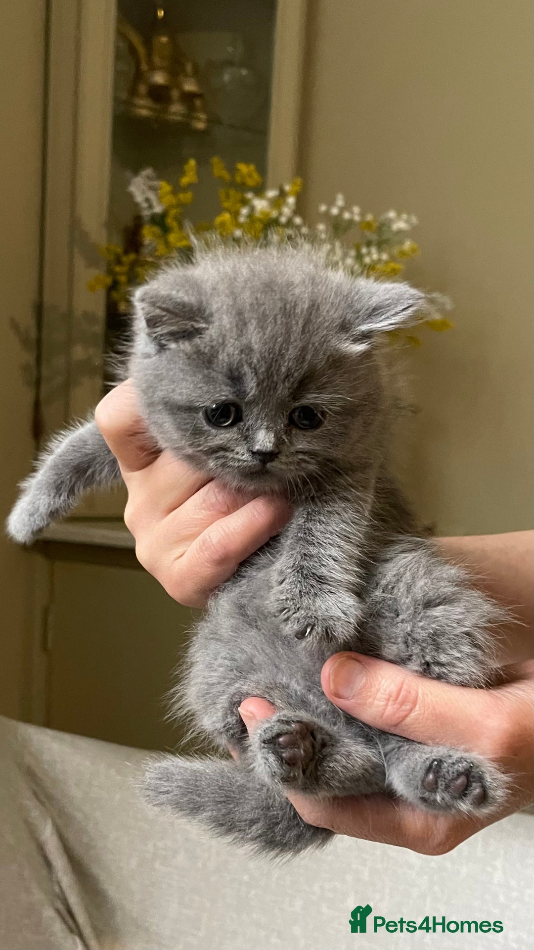 British Shorthair cats for sale: CHUNKY CHAMPION LINE BRITISH BLUE SHORTHAIR KITTEN - Advert 5