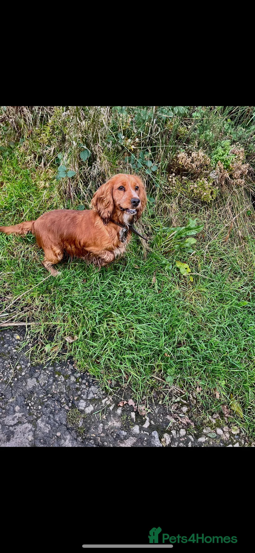 Cocker Spaniel dogs for sale: cocker spaniels - Advert 14