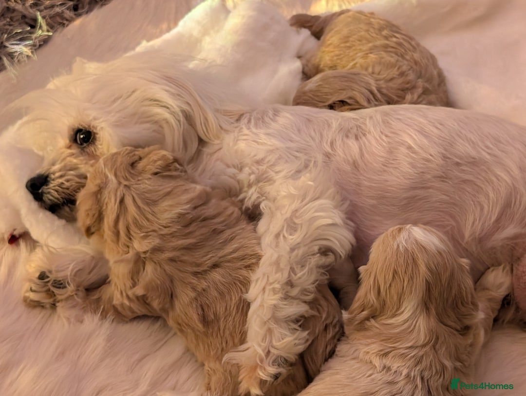 Maltipoo dogs for sale: Quality At it's Finest. From Ch Parents Multipoo - Image 7