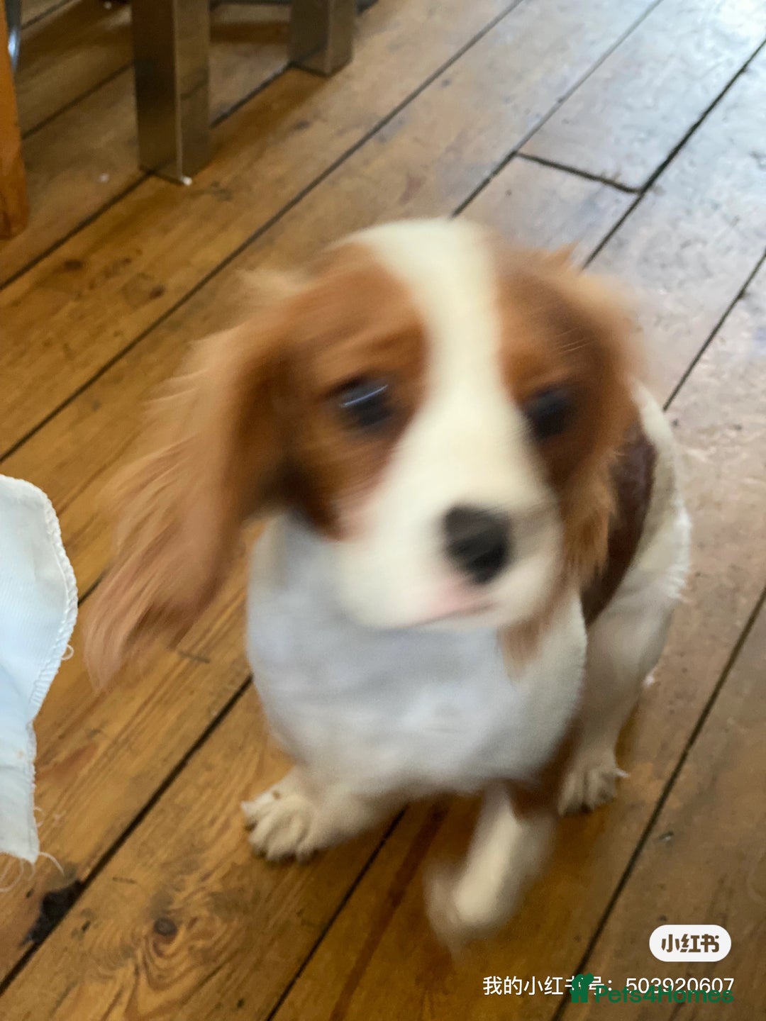 Cockalier dogs for sale: Cavalier Puppy–Loving, Healthy, and Full of Joy - Image 16