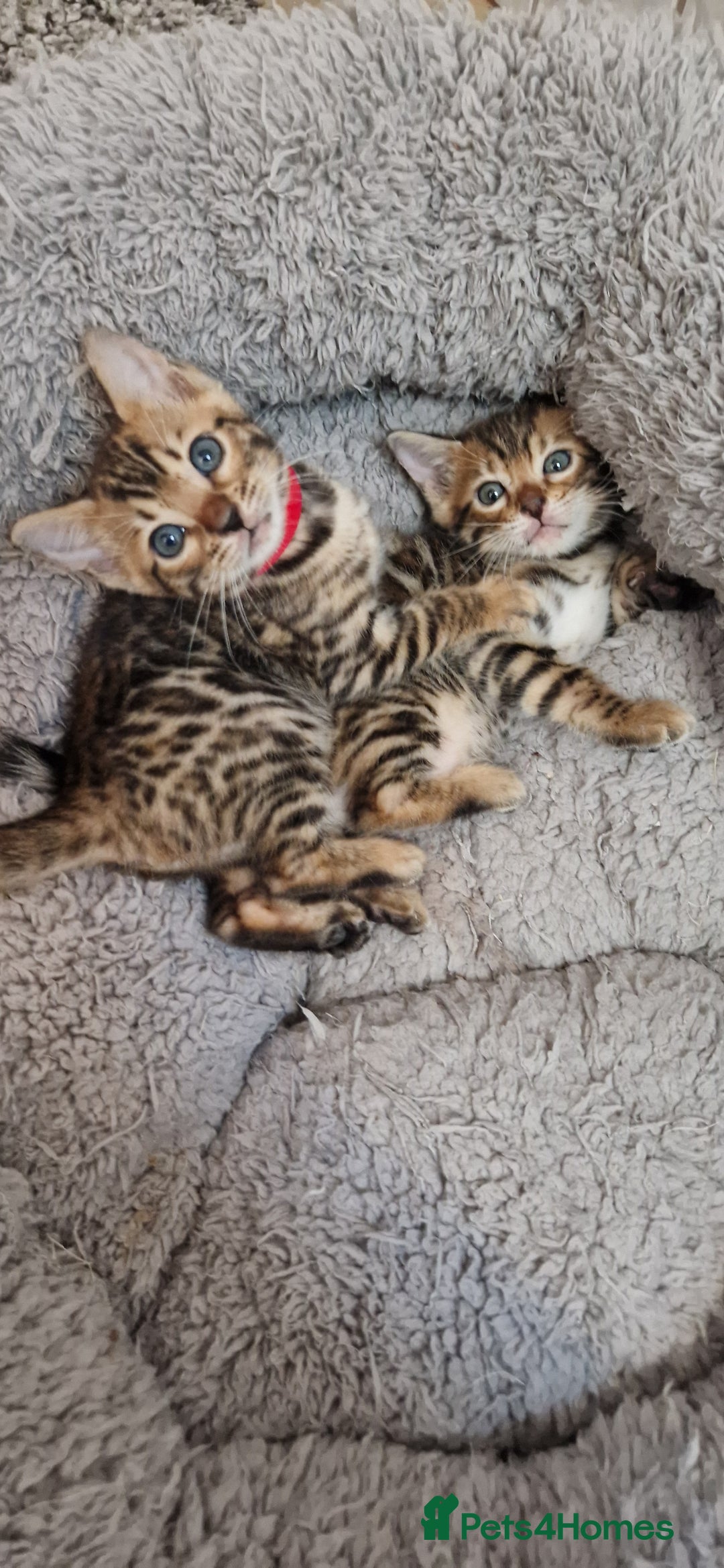 Bengal cats for sale: Beautiful kitten❤️Ready to go 😍  - Advert 7