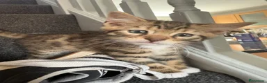 Bengal 1