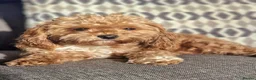 Maltipoo dogs for sale: Tiny Maltipoo puppies 🐶  - Advert 4