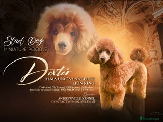 Miniature Poodle dogs STUNNING (FULLY HEALTH TESTED)RED MINIATURE POODLE in Galston - Advert 3