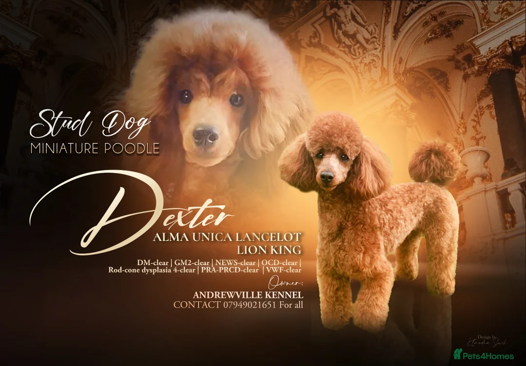 Miniature Poodle dogs for stud: STUNNING (FULLY HEALTH TESTED)RED MINIATURE POODLE in Galston - Advert 1