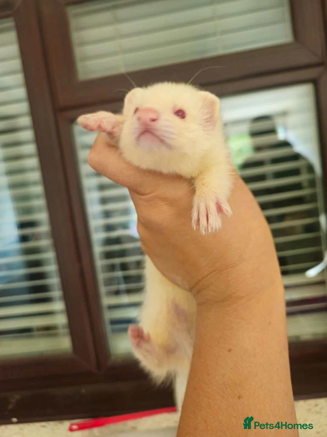 Ferret rodents for sale: 2 x ferrets and hutch food etc - Advert 14