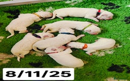 White Swiss Shepherd dogs for sale: KC Reg long-coat White Swiss Sheperd pups for sale - Image 3