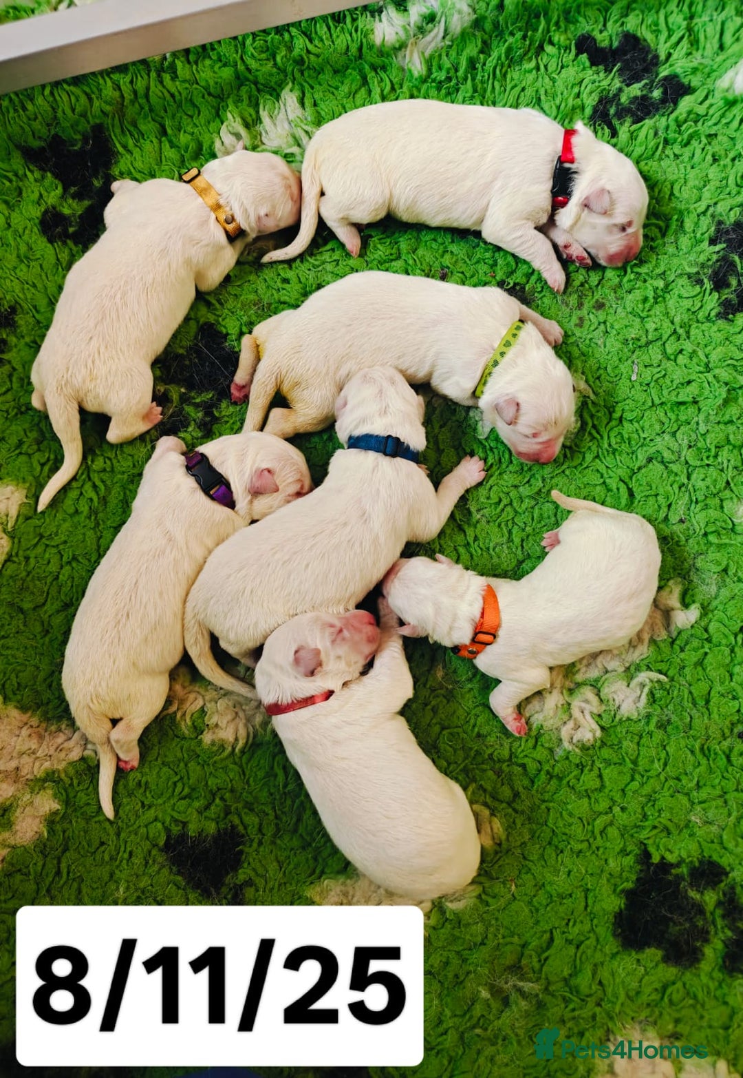 White Swiss Shepherd dogs for sale: KC Reg long-coat White Swiss Sheperd pups for sale - Image 3