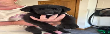 Sheprador 2