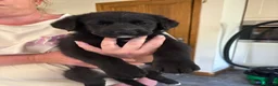Sheprador dogs for sale:  Cute playful Sheprador puppies  - Advert 4