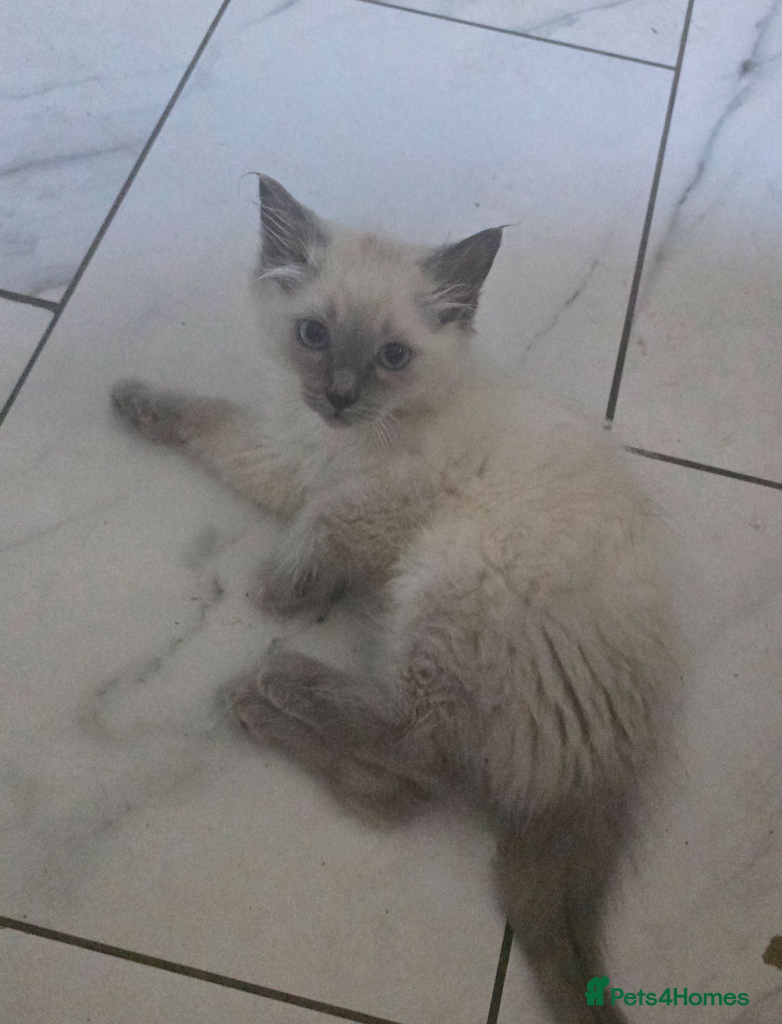 Ragdoll cats Last 2 ready to leave now £400 - Advert 4