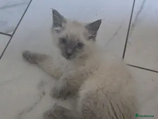 Ragdoll cats Last 2 ready to leave now £400 - Advert 2