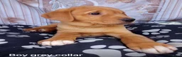 Goldador dogs for sale:  ♥️Gorgeous Puppies Ready For Walks ♥️ - Advert 10