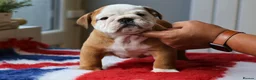 English Bulldog dogs for stud: Silver Health Tested - Proven Guaranteed Success - Advert 5