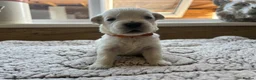 Golden Retriever dogs for sale: Our beautiful golden retriever pups - Advert 40