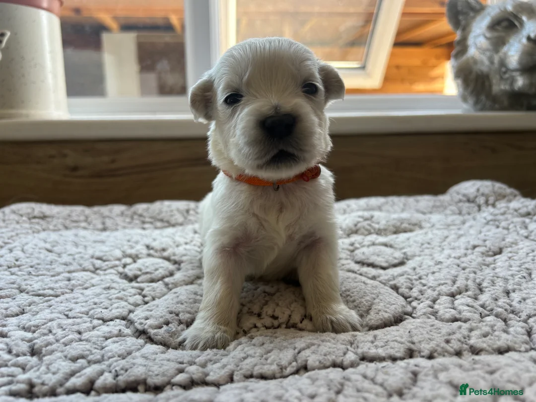 Golden Retriever dogs for sale: Our beautiful golden retriever pups - Advert 40
