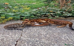 Savannah cats for sale: Savannah x Bengal - Image 10