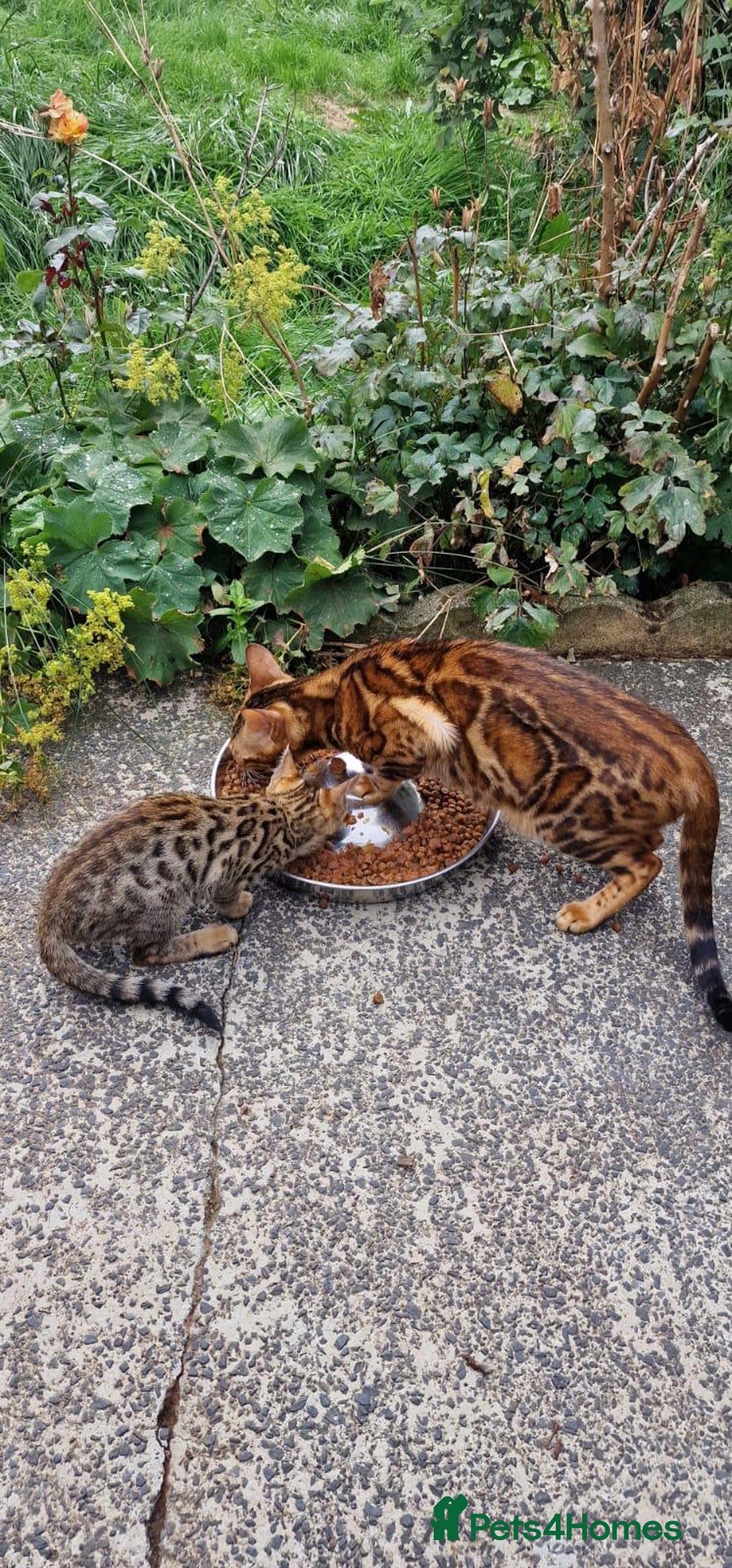 Savannah cats for sale: Savannah x Bengal - Image 10