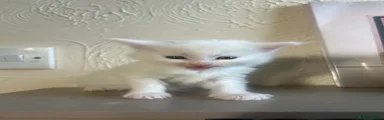 Maine Coon Kitten 1