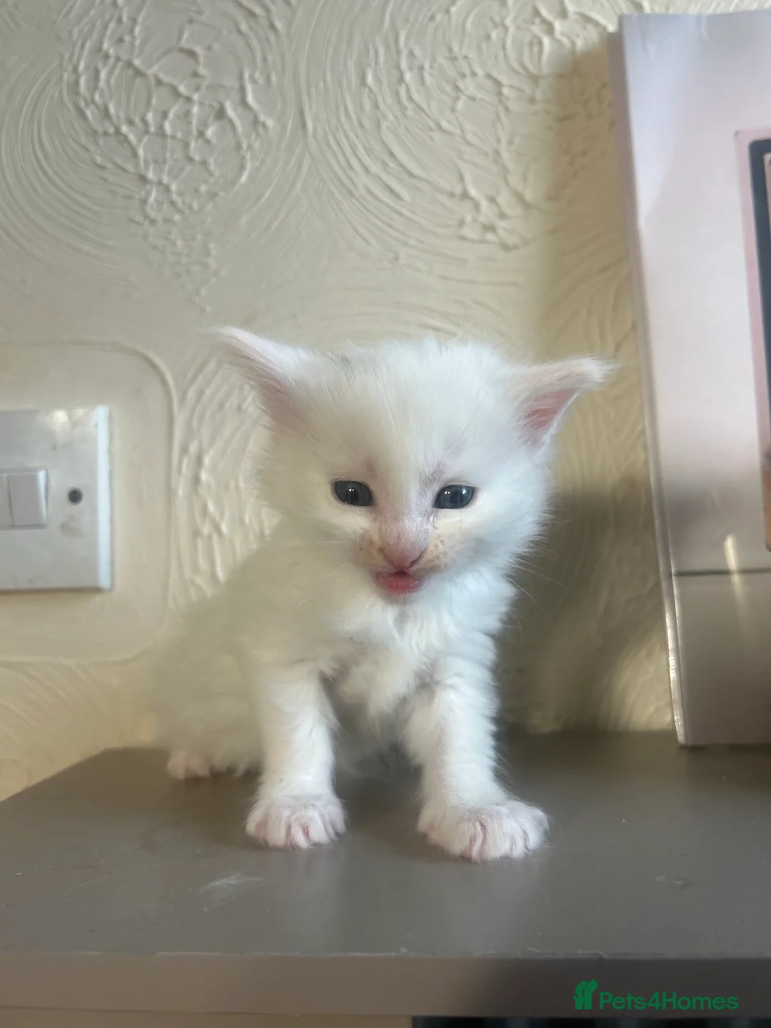 Maine Coon cats for sale: Pedigree xl mainecoon kittens  - Advert 7