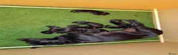 Labrador Retriever dogs for sale: KC Registered Working Labrador litter in Stockton-on-Tees - Advert 5