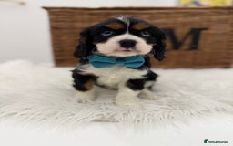 Cavalier King Charles Spaniel dogs for sale: Health tested Cavalier king charles - Advert 7
