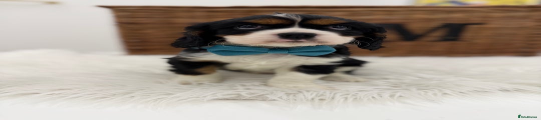 Cavalier King Charles Spaniel Puppy 3